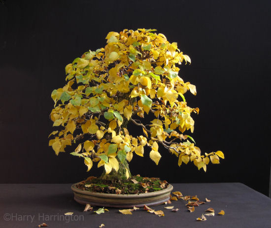 elm bonsai